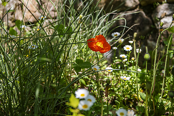 포토 JPG 주간 자연 풍경 근접촬영 사람없음 야외 여름 여름풍경 풀 개화 소프트포커스 양귀비 들국화 만개 국내포토 자연요소 식물 계절 꽃 뷰포인트 촬영기법 생태계 파일형식 여름_계절