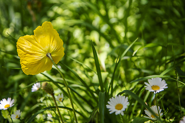 포토 JPG 주간 자연 풍경 근접촬영 사람없음 야외 아웃포커스 여름 여름풍경 풀 개화 양귀비 뒷면 들국화 국내포토 자연요소 식물 계절 꽃 뷰포인트 촬영기법 생태계 파일형식 여름_계절