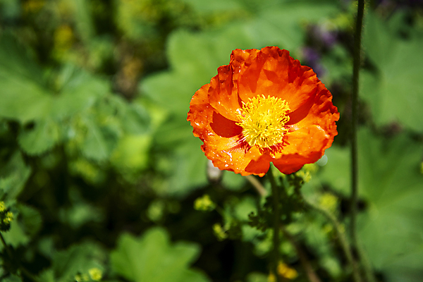 포토 JPG 주간 한송이 자연 풍경 근접촬영 사람없음 야외 아웃포커스 여름 여름풍경 개화 양귀비 만개 국내포토 자연요소 1 계절 꽃 뷰포인트 촬영기법 생태계 송이 파일형식 여름_계절