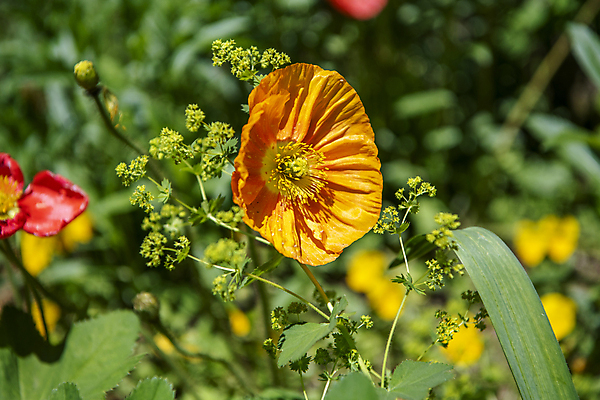 포토 JPG 주간 자연 풍경 근접촬영 사람없음 야외 아웃포커스 여름 여름풍경 풀 개화 양귀비 만개 국내포토 자연요소 식물 계절 꽃 뷰포인트 촬영기법 생태계 파일형식 여름_계절