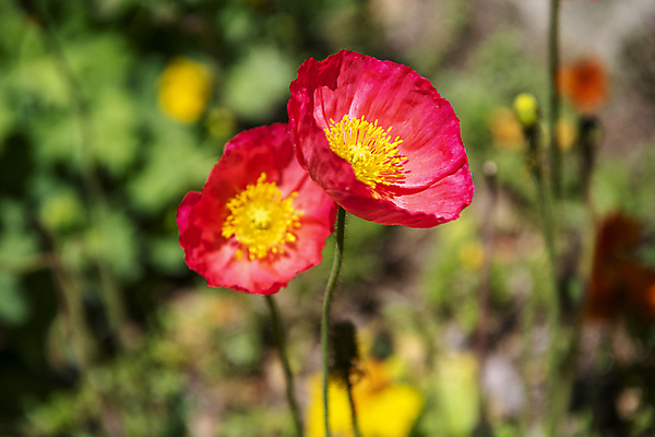 포토 JPG 주간 자연 풍경 근접촬영 사람없음 야외 아웃포커스 여름 여름풍경 개화 두송이 양귀비 만개 국내포토 자연요소 계절 꽃 뷰포인트 2 촬영기법 생태계 파일형식 여름_계절