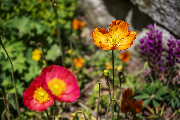 포토 JPG 주간 자연 풍경 근접촬영 사람없음 야외 아웃포커스 여름 여름풍경 개화 소프트포커스 꽃봉오리 양귀비 만개 국내포토 자연요소 계절 꽃 뷰포인트 촬영기법 생태계 파일형식 여름_계절