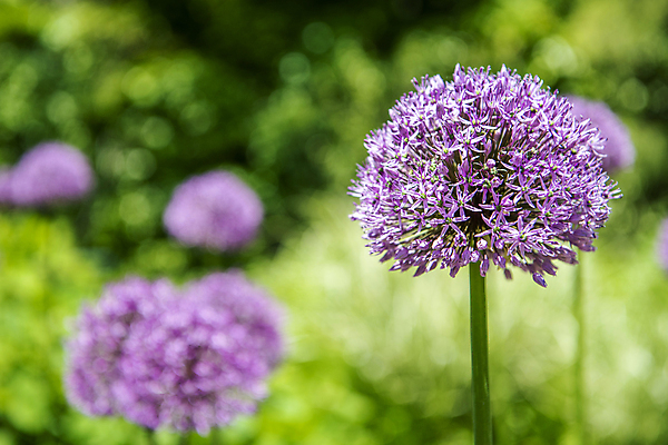 포토 JPG 주간 자연 풍경 근접촬영 사람없음 야외 아웃포커스 여름 여름풍경 에키놉스 국내포토 자연요소 계절 꽃 뷰포인트 촬영기법 생태계 파일형식 여름_계절