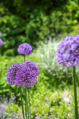포토 JPG 주간 자연 풍경 근접촬영 사람없음 야외 아웃포커스 여름 여름풍경 소프트포커스 에키놉스 국내포토 자연요소 계절 꽃 뷰포인트 촬영기법 생태계 파일형식 여름_계절