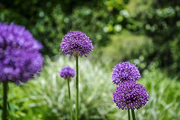 포토 JPG 주간 자연 풍경 근접촬영 사람없음 야외 아웃포커스 여름 여름풍경 소프트포커스 보케 에키놉스 국내포토 자연요소 계절 꽃 뷰포인트 촬영기법 생태계 파일형식 여름_계절