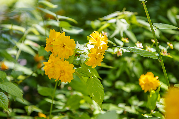 포토 JPG 주간 잎 자연 풍경 사람없음 야외 아웃포커스 여름 여름풍경 잎줄기 목향장미 국내포토 자연요소 식물 계절 꽃 줄기 촬영기법 생태계 파일형식 여름_계절