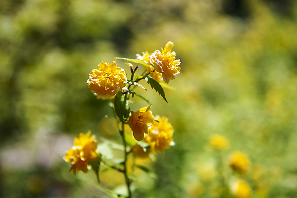 포토 JPG 주간 자연 풍경 사람없음 야외 아웃포커스 여름 여름풍경 목향장미 국내포토 자연요소 계절 꽃 촬영기법 생태계 파일형식 여름_계절