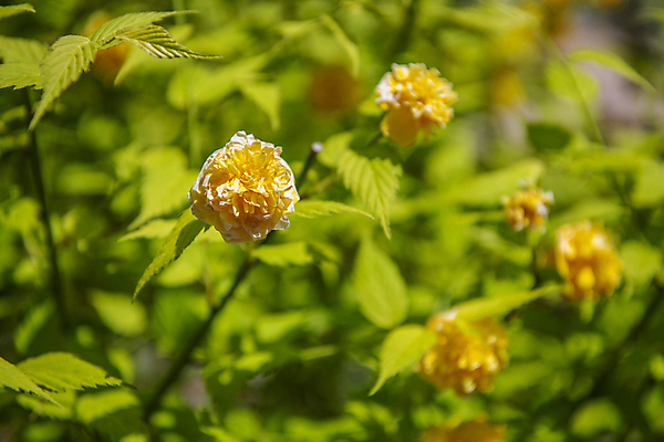 포토 JPG 주간 잎 자연 풍경 근접촬영 사람없음 야외 아웃포커스 여름 여름풍경 목향장미 국내포토 자연요소 식물 계절 꽃 뷰포인트 촬영기법 생태계 파일형식 여름_계절