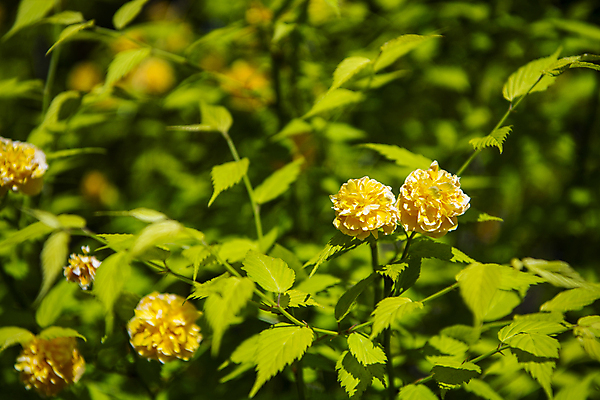 포토 JPG 주간 잎 자연 풍경 사람없음 야외 아웃포커스 여름 여름풍경 목향장미 국내포토 자연요소 식물 계절 꽃 촬영기법 생태계 파일형식 여름_계절