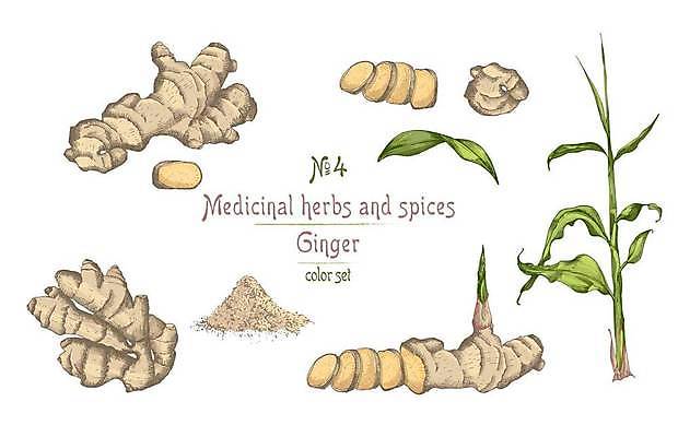 EPS 해외이미지 줄기 조각 잎 일러스트 단면 사람없음 가루 스케치 손그림 생강 해외일러스트 식물 채소 미술 파일형식 벡터 이미지허브