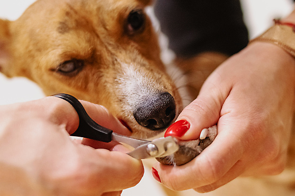 포토 JPG 해외이미지 한마리 손 실내 들기 아웃포커스 신체부위 강아지 개발바닥 발톱 발톱손질 애견미용 애견미용사 해외포토 1 모션 발 촬영기법 사람 내부 반려동물 뷰티 미용 개 미용사 발바닥 파일형식 이미지허브
