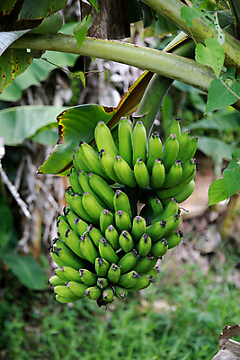 포토 JPG 해외이미지 식물 전통 잡화 문화 지구 음식 잎 밭 농업 과일 자연 바나나 건강 사람없음 초록색 농장 환경 식사 수확 신선 먹이 유기농 영양 지역 닻 내추럴 생태학 채식주의자 해외포토 웰빙 교육 산업 컬러 생태계 채식 파일형식 이미지허브
