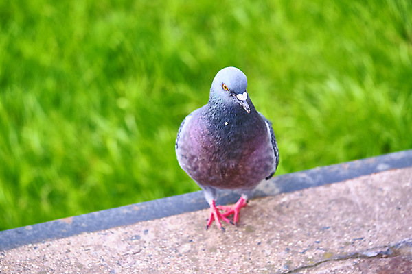 포토 JPG 해외이미지 동물 한마리 1 공원 야생동물 백그라운드 날개 자연 조류 거리 사람없음 야외 가로 물 햇빛 뷰티 평화 회색 자유 흰색 도시 기다림 닫기 작음 심볼 깃털 싱글 비둘기 부리 시티라이프 내추럴 고립 해외포토 자연요소 라이프스타일 공공시설 컬러 컨셉 모션 태양 크기 생태계 파일형식 이미지허브
