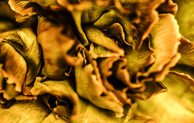 포토 JPG 해외이미지 식물 디자인 계절 꽃잎 꽃 백그라운드 컨셉 꽃무늬 오렌지 자연 추상 휴가 미술 사람없음 빛 갈색 노란색 환경 봄 수확 성장 벚꽃 신선 신용카드 개화 선택 머스터드 카네이션 질감 복고 부드러움 내추럴 해외포토 컬러 무늬 농업 과일 문화예술 금융 감각 소스_음식 생태계 파일형식 이미지허브