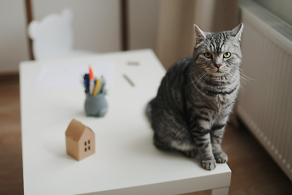 포토 JPG 해외이미지 한마리 응시 실내 앉기 사람없음 아웃포커스 귀여움 고양이 책상 스코티쉬스트레이트 해외포토 1 시선 가구 컨셉 포유류 모션 촬영기법 내부 반려동물 파일형식 이미지허브
