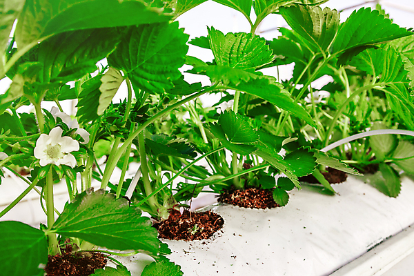 포토 JPG 해외이미지 나무 식물 산업 문화 음식 잎 농업 채소 딸기 따뜻함 사람없음 내부 초록색 빛 농장 정원 맑음 놀이방 수확 성장 시골 신선 시장 땅 유기농 원예 광합성 바이오 밭일 생태학 심기 온실 그리너리 세련 해외포토 웰빙 교육 컬러 과일 모션 날씨 취미 파일형식 트랜드컬러 이미지허브