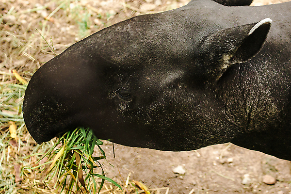 포토 JPG 해외이미지 나무 식물 동물 한마리 응시 공원 아시아 야생동물 모래 부분 포유류 자연 초식동물 동물원 동양인 사람없음 야외 가로 초록색 컬러풀 검은색 회색 흰색 비교 코 귀 인도네시아 주둥이 말레이시아 땅바닥 찰과상 총구 반추동물 해외포토 1 시선 공공시설 나라 컬러 컨셉 바닥 인종 신체부위 상처 생태계 파일형식 이미지허브