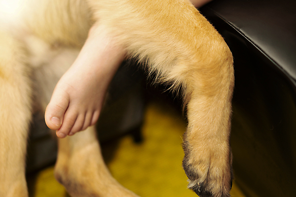 포토 JPG 해외이미지 응시 행복 장난 포유류 가족 놀이 휴식 털 함께함 사랑 한명 서기 앉기 사람없음 가로 반려동물 소파 컬러풀 머리 믿음 우정 기쁨 터치 잡기 점 개 강아지 결합 스웨터 코 솜털 주인 송곳니 돌봄 양발 쓰다듬기 카피스페이스 해외포토 동물 1 시선 감정 컬러 컨셉 상의 의자 관계 모션 사람 신체부위 친구 공백 치아 파일형식 이미지허브