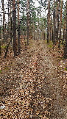 포토 JPG 해외이미지 나무 계절 공원 도로 백그라운드 잎 자연 풍경 사람없음 야외 목재 초록색 여름 빛 햇빛 태양 뷰티 환경 맑음 성장 가을 나뭇가지 시골 신선 소나무 바늘 숲 장면 침엽수 전나무 내추럴 방법 삼림지대 수목 해외포토 자연요소 식물 공공시설 길 컬러 재료 교통시설 날씨 도구 생태계 파일형식 이미지허브