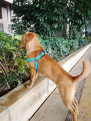 포토 JPG 해외이미지 동물 응시 행복 포유류 자연 사람없음 야외 반려동물 갈색 머리 개 리트리버 강아지 래브라도리트리버 혀 사냥개 송곳니 기르기 해외포토 시선 감정 컬러 신체부위 입 치아 생태계 돌봄 파일형식 이미지허브