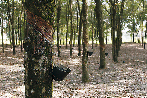 포토 JPG 해외이미지 나무 식물 산업 아시아 화초 농업 자연 아침 풍경 사람없음 야외 목재 초록색 농작물 농장 환경 활발 수확 성장 나뭇가지 전원 시골 신선 사발 숲 열대우림 고무 말레이시아 라텍스 해외포토 주간 나라 컬러 컨셉 재료 사기그릇 전기에너지 생태계 파일형식 이미지허브