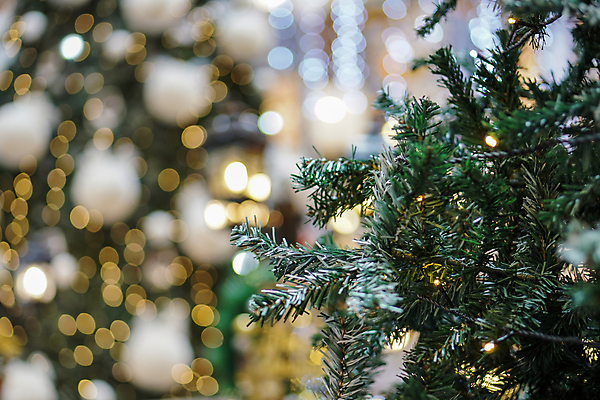 포토 JPG 해외이미지 나무 디자인 계절 백그라운드 잎 크리스마스 겨울 자연 휴가 새해 주택 사람없음 야외 초록색 빛 파티 축제 수확 흰색 축하 소나무 황금 우아함 보케 해외포토 식물 기념일 컬러 컨셉 농업 이벤트 건물 생태계 파일형식 이미지허브