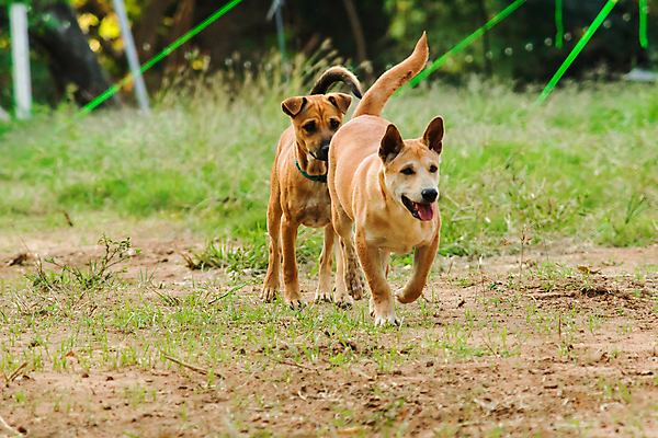 포토 JPG 해외이미지 주간 반려견 두마리 사람없음 야외 반려동물 달리기 산책 강아지 해외포토 자연요소 동물 2 모션 휴식 개 파일형식 이미지허브