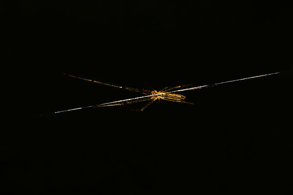 포토 JPG 해외이미지 나무 동물 야생동물 곤충 백그라운드 밭 자연 사람없음 갈색 정원 점프 흰색 닫기 작음 거미 나무껍질 내추럴 해외포토 식물 컬러 농업 모션 껍질 크기 생태계 파일형식 이미지허브