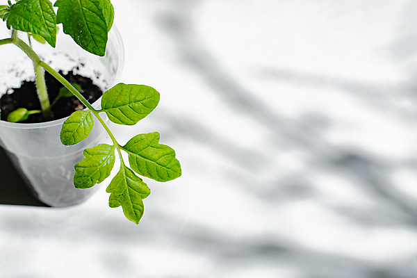 포토 JPG 해외이미지 나무 식물 계절 음식 백그라운드 잎 농업 채소 재료 자연 새로움 건강 그림자 씨앗 사람없음 초록색 새싹 정원 흙 봄 성장 흰색 시골 신선 냄비 작음 흰배경 유기농 원예 날것 비타민 내추럴 땅바닥 모종 묘목 심기 온실 채식주의자 카피스페이스 해외포토 웰빙 산업 컬러 컨셉 모션 바닥 취미 공백 솥 크기 생태계 채식 영양소 파일형식 이미지허브