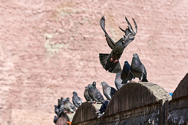 포토 JPG 해외이미지 동물 1 공원 백그라운드 날개 자연 조류 앉기 사람없음 야외 뷰티 평화 환경 회색 자유 도시 깃털 비둘기 부리 이륙 내추럴 동물상 착륙 해외포토 공공시설 컬러 컨셉 모션 조형물 생태계 파일형식 이미지허브