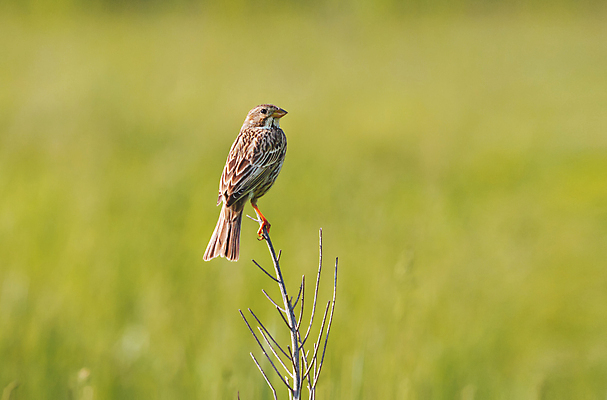 포토 JPG 해외이미지 나무 동물 계절 공원 남자 야생동물 음식 백그라운드 겨울 날개 오렌지 자연 조류 사람없음 야외 초록색 물 파란색 컬러풀 뷰티 갈색 노란색 환경 정원 자유 흰색 나뭇가지 황무지 숲 작음 깃털 부리 내추럴 고립 동물상 생태학 해외포토 자연요소 식물 공공시설 교육 컬러 컨셉 과일 사람 조형물 크기 생태계 파일형식 이미지허브