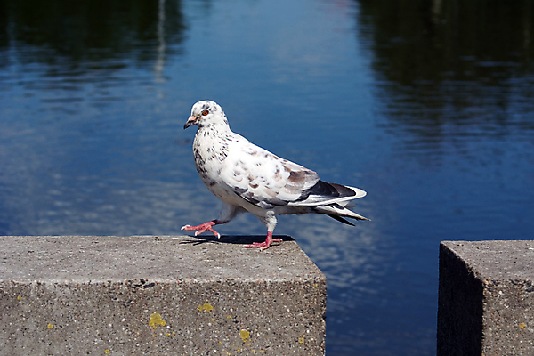 포토 JPG 해외이미지 동물 공원 조류 사람없음 야외 달리기 걷기 산책 회색 흰색 도시 점 비둘기 부리 시멘트 장면 단계 양발 해외포토 공공시설 컬러 모션 휴식 파일형식 이미지허브