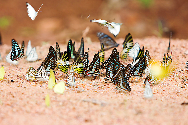 포토 JPG 해외이미지 동물 아시아 야생동물 나비 곤충 백그라운드 날개 태국 자연 생물 사람없음 초록색 컬러풀 뷰티 환경 검은색 흰색 그룹 닫기 벌레 숲 고립 동물상 땅바닥 복부 많음 해외포토 나라 컬러 컨셉 모션 바닥 신체부위 조형물 생태계 파일형식 이미지허브