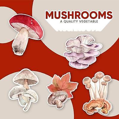 EPS 해외이미지 식물 계절 음식 스티커 꽃무늬 다이어트 채소 일러스트 재료 자연 수채화 건강 장식 여름 버섯 수확 가을 신선 숲 심볼 사인 유기농 내추럴 곰팡이 그물버섯 독버섯 마케팅 삼림지대 채식주의자 브랜딩 현실 비건 해외일러스트 웰빙 꽃 무늬 농업 생태계 채식 파일형식 벡터 이미지허브