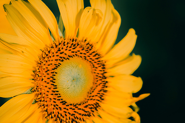 포토 JPG 해외이미지 검은배경 해바라기 실내 근접촬영 사람없음 해외포토 꽃 뷰포인트 백그라운드 내부 검은색 파일형식 이미지허브