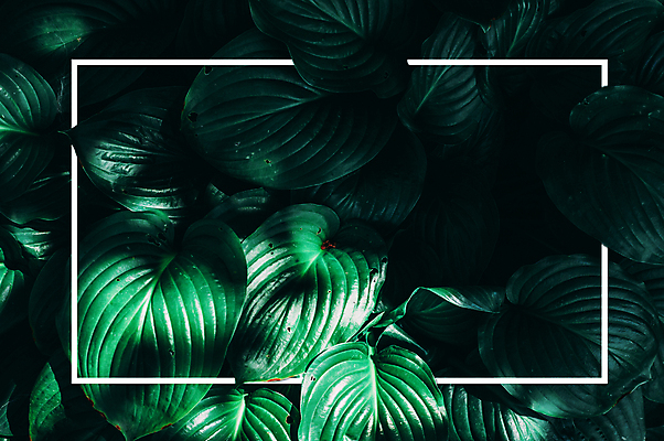 포토 JPG 해외이미지 나무 식물 디자인 계절 백그라운드 컨셉 잎 패턴 자연 탁자 추상 아이디어 프레임 사람없음 초록색 여름 컬러풀 태양 유행 정원 봄 흰색 신선 숲 엉덩이 유기농 질감 머리위 내추럴 거짓말 파스텔톤 힙스터 그리너리 미니멀 해외포토 자연요소 웰빙 패션 컬러 가구 무늬 신체부위 생태계 파일형식 트랜드컬러 이미지허브