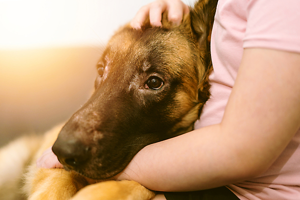 포토 JPG 해외이미지 응시 행복 감정 어린이 장난 포유류 가족 포옹 청소년 놀이 엄마 휴식 털 함께함 한명 미소 앉기 사람없음 가로 컬러풀 믿음 우정 기쁨 잡기 유머 개 골든리트리버 리트리버 강아지 결합 솜털 주인 송곳니 돌봄 쓰다듬기 카피스페이스 해외포토 동물 1 시선 컬러 컨셉 관계 안기 모션 표정 사람 친구 반려동물 공백 치아 파일형식 이미지허브