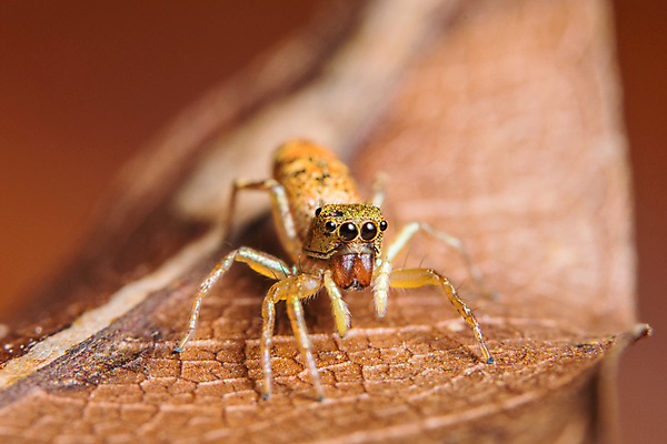 포토 JPG 해외이미지 동물 백그라운드 잎 자연 사람없음 초록색 점프 거미 해외포토 식물 컬러 곤충 모션 생태계 파일형식 이미지허브
