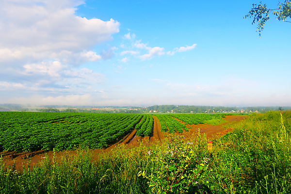 포토 JPG 해외이미지 주간 하늘 사람없음 야외 농경지 맑음 시골 해외포토 자연요소 날씨 농장 파일형식 이미지허브