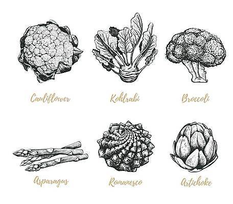 EPS 해외이미지 식물 음식 백그라운드 채소 일러스트 재료 자연 건강 그래픽 세트 주방 정원 샐러드 신선 상품 정상 브로콜리 스케치 수집 메뉴 그림 유기농 양배추 아스파라거스 판화 내추럴 고립 채식주의자 콜라비 비건 해외일러스트 웰빙 미술 생태계 채식 파일형식 벡터 이미지허브