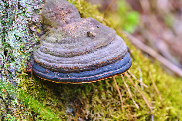 포토 JPG 해외이미지 주간 자연 근접촬영 잔디 사람없음 야외 버섯 숲속 해외포토 자연요소 식물 뷰포인트 숲 생태계 파일형식 이미지허브