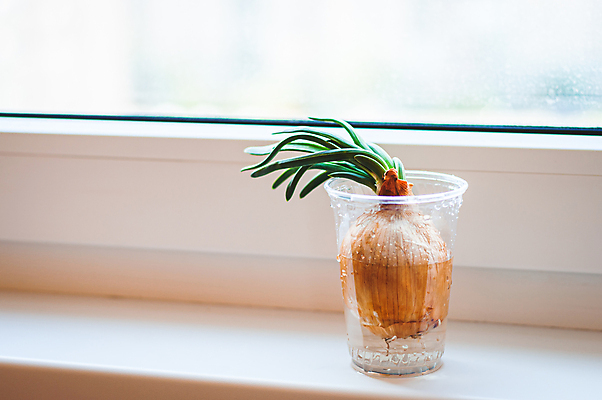 포토 JPG 해외이미지 식물 음식 다이어트 채소 재료 전구 유리 양파 휴식 아파트 주택 건강 취미 사람없음 초록색 물 성장 발코니 신선 도시 절약 생태계 원예 채식 뿌리 내추럴 돌봄 숙성 필요 해외포토 자연요소 컬러 컨셉 모션 재질 건물 파일형식 이미지허브