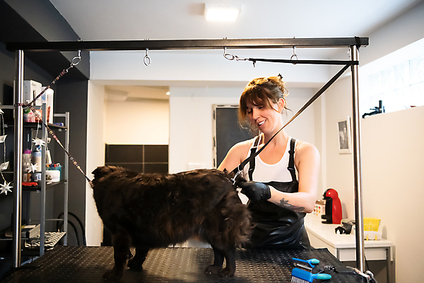 포토 JPG 해외이미지 한마리 응시 여자 반려견 줄 실내 한명 들기 상반신 성인 귀여움 앞치마 강아지 자르기 미용가위 애견미용 애견미용사 성인여자한명만 해외포토 1 시선 컨셉 모션 가위_도구 사람 내부 반려동물 뷰티 미용용품 개 미용사 여자한명만 성인여자만 파일형식 이미지허브