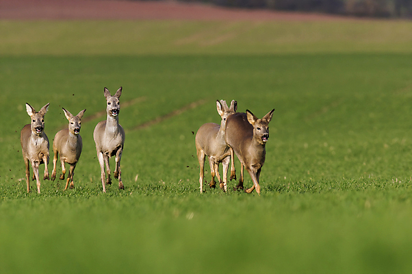 포토 JPG 해외이미지 주간 응시 야생동물 사슴 뿔 서기 잔디 사람없음 야외 소프트포커스 해외포토 자연요소 식물 동물 시선 포유류 모션 촬영기법 파일형식 이미지허브