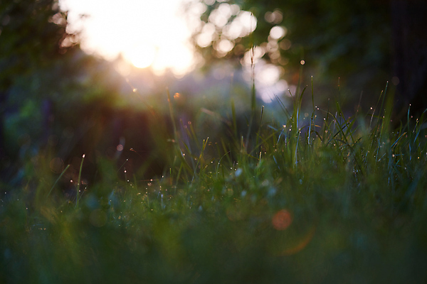포토 JPG 해외이미지 주간 잔디 사람없음 야외 아웃포커스 젖음 소프트포커스 빗방울 해외포토 자연요소 식물 촬영기법 비_날씨 파일형식 이미지허브
