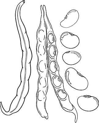 EPS 해외이미지 식물 손 커피 음료 음식 백그라운드 잎 농업 다이어트 채소 과일 일러스트 재료 자연 아침 새로움 콩 건조 건강 씨앗 목재 농작물 컴퓨터 쌓기 식사 소리 카페 그룹 사발 정상 낟알 굽기 오브젝트 날것 오디오 에스프레소 스테레오 흙더미 내추럴 채식주의자 맛있는 해외일러스트 주간 나무 산업 컨셉 모션 곡류 신체부위 전자제품 상점 흙 사기그릇 구이 생태계 채식 파일형식 벡터 더미 이미지허브