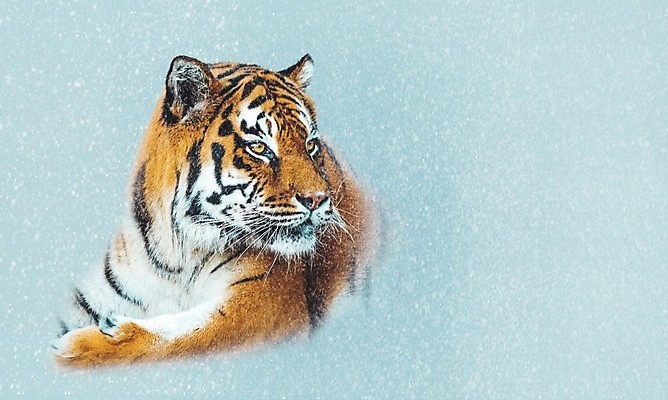 포토 JPG 해외이미지 동물 시선 아시아 얼굴 야생동물 백그라운드 오렌지 포유류 자연 털 동물원 미술 사람없음 머리 검은색 고양이 줄무늬 분노 흰색 표현 호랑이 닫기 위험 큼 사파리 육식동물 사냥꾼 표범 고립 공격적 시베리아 해외포토 직업 감정 나라 컬러 컨셉 무늬 과일 모션 문화예술 신체부위 반려동물 크기 생태계 파일형식 이미지허브