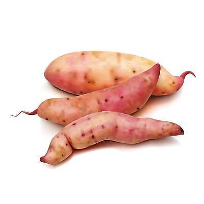 EPS 해외이미지 잡화 음식 백그라운드 농업 다이어트 채소 오렌지 일러스트 재료 자연 감자 건강 요리 빨간색 세트 농장 갈색 우주 주방 식사 저녁식사 수확 껍질 흰색 신선 시장 달콤 굽기 먹기 피부 묘사 오브젝트 싱글 유기농 날것 뿌리 슛 거짓 고립 녹말 탄수화물 해외일러스트 웰빙 산업 컬러 과일 모션 신체부위 맛 구이 생태계 파일형식 벡터 이미지허브