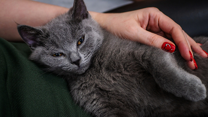 포토 JPG 해외이미지 한마리 손 새끼 안기 실내 신체부위 눕기 귀여움 고양이 기댐 졸음 러시안블루 반려묘 해외포토 동물 1 감정 컨셉 포유류 모션 사람 내부 반려동물 파일형식 이미지허브
