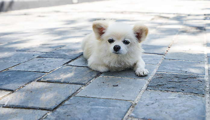포토 JPG 해외이미지 동물 1 꽃 도로 얼굴 야생동물 백그라운드 포유류 자연 거리 바닥 털 사람없음 파란색 반려동물 갈색 흰색 개 강아지 작음 시멘트 송곳니 거짓말 기르기 해외포토 식물 길 컬러 교통시설 신체부위 치아 크기 생태계 돌봄 파일형식 이미지허브